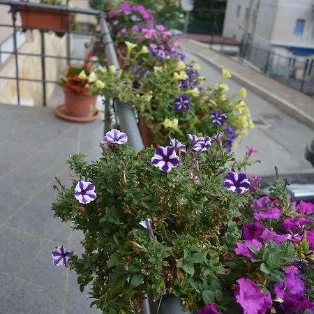 I Narcisi * Roccaraso